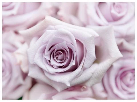 Botanicals Fotos de archivo