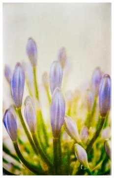 Botanicals Fotos de archivo