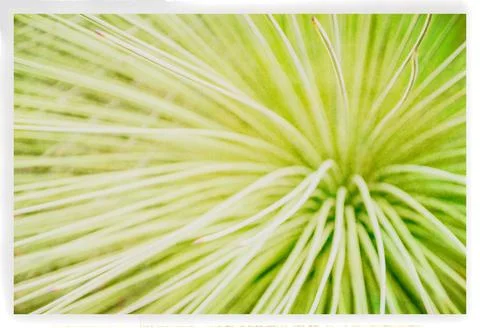 Botanicals Fotos de archivo