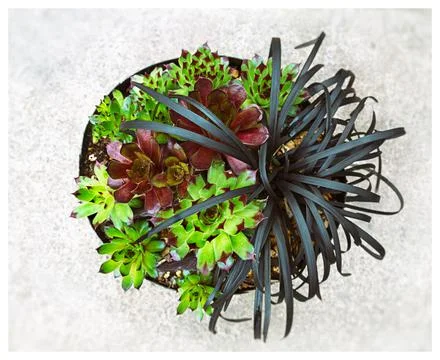 Botanicals in Pot Fotos de archivo