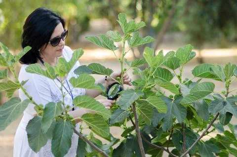Botanist checking the growth of figs 스톡 사진