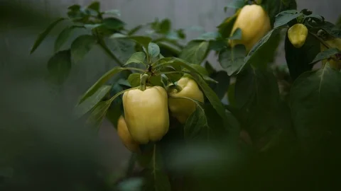 The botanist is developing new varieties of plants. 動画素材 87595621