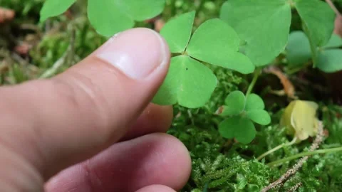 Botanist Examining a Shamrock Leaf Vidéo 315356023