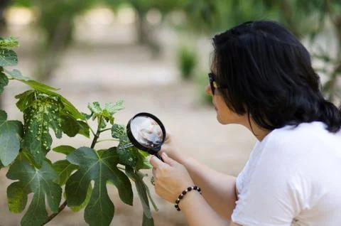 Botanist finding leaf galls on the figs tree 库存照片