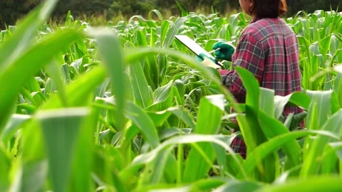 Botanist inspecting the plants inside at his farm 库存影片 159753888