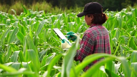 Botanist inspecting the plants inside at his farm Видео 159754165