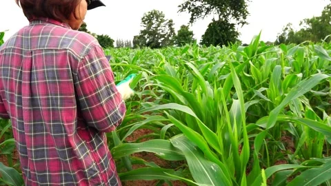 Botanist inspecting the plants inside at his farm Stock Footage 159754630