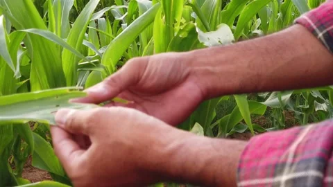 Botanist inspecting the plants inside at his farm Stock Footage 159951132