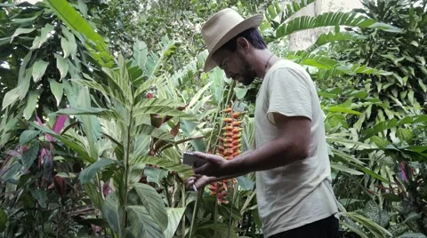 Botanist observing plants 스톡 동영상 59948542