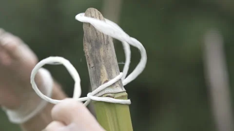 The botanist prepares the string on which to hang the cannabis Stock Footage 316184217