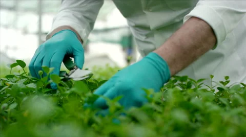 Botanist pruning leaves at greenhouse. Stock Footage 64025660