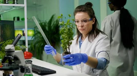 Botanist researcher measure sapling for botany experiment Stock Photos