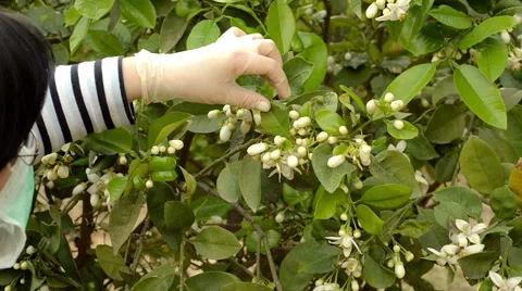 Botanist studying at mandarin foliage Video stock 48538308