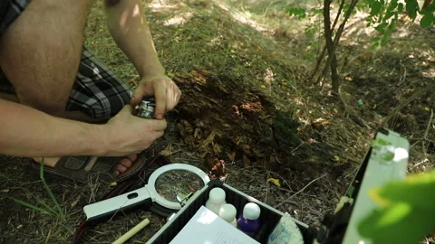 Botanist takes a sample from a rotten piece of wood and puts it in a jar, middle Stock Footage 113333513