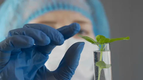 Botanist Woman Checking Genetically Modified Plants in Laboratory 動画素材 103275928