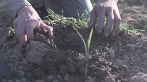 Botanist working with marijuana plants Stock Footage 315714293