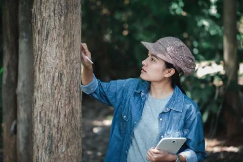 Botanists are looking at the bark of trees for researches on the environment. Stock Photos