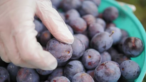 Botanist's hands check the quality of the plum harvest. Close up of fruits. Stock Footage 140608602
