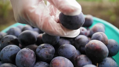 Botanist's hands check the quality of the plum harvest. Close up of fruits. Stock Footage 140667202