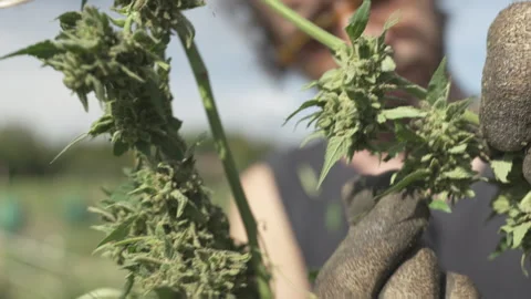 Botanists inspecting and cleaning thc-free cannabis plants Video stock 316314906