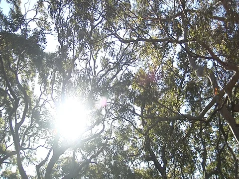 Botany Bay Foliage low angle Stock Footage 79865163