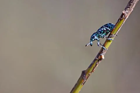 Botany Bay Weevil Stock Photos