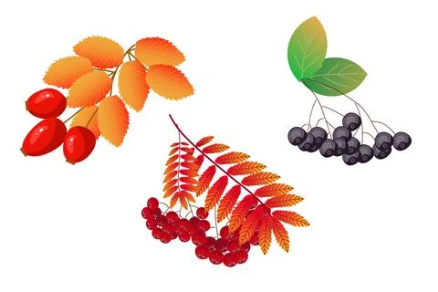 Botany bright autumn berries Stock Illustration