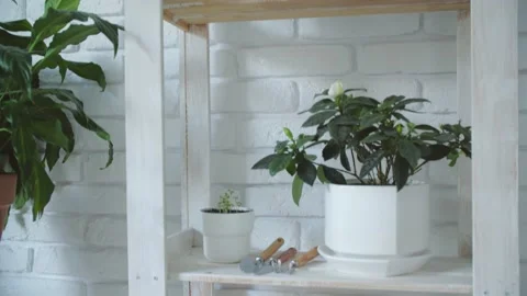 Botany composition of home interior garden. Green house plants in pots, wooden Stock Footage 156758266
