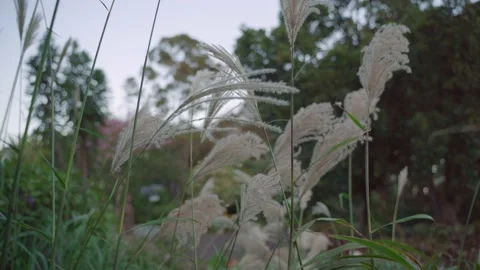 Botany garden Stock Footage 153098559