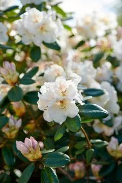 Botany, green and spring with white flowers in backyard of home for gardeni.. Stock Photos