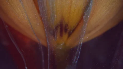 Botany ink petals drip flower tulip paint water 스톡 동영상 339781617