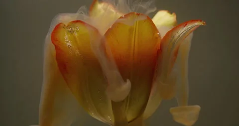 Botany paint ink wave smoke tulip nature flower Video stock 333793807