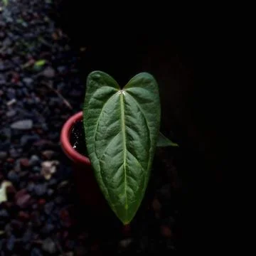 Botany Stock Photos