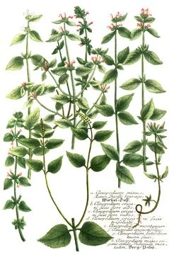 Botany plant variants of mountain mint a Clinopodium minus vertebrate b Stock Illustration