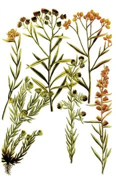Botany Plants Gnaphalium Different varieties of dysentery weed Gnaphalium Stock Illustration