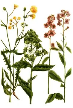 Botany Plants hortensis Common rocket Hesperis also Common Night Violet Red Stock Illustration