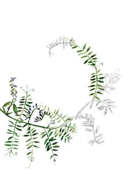 Botany postcard template Stock Illustration