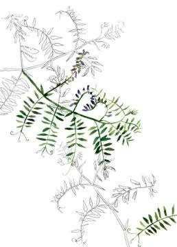 Botany postcard template Illustrazione stock