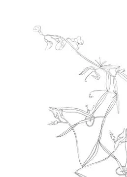 Botany postcard template Stock Illustration