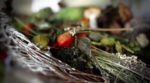 Botany Still Life Video stock 8977160