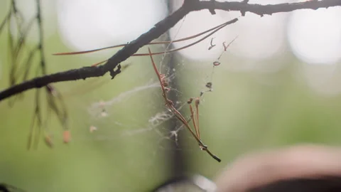 Botany Student Using Microscope to Observe Spider Webs in Forest Stock Footage 321110153