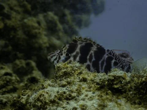 Botched Hawkfish Stock Photos