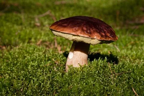 Botelus Stock Photos