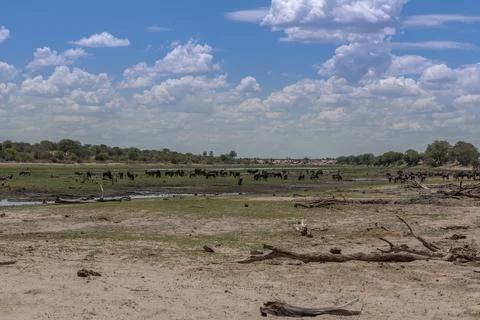 The Boteti river at low tide in summer, Botswana Stock Photos