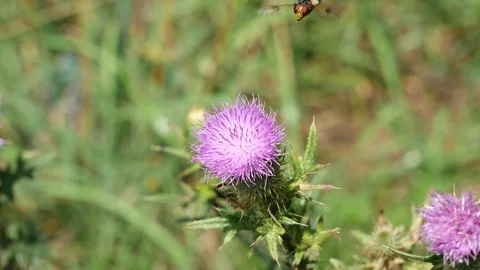 Botfly 스톡 동영상 116543442