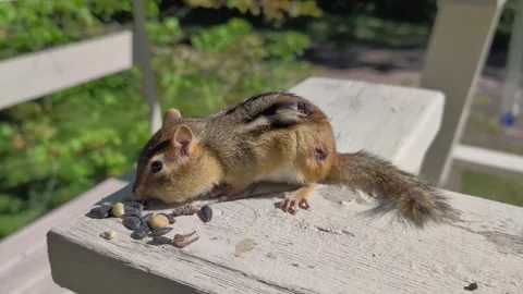 Botfly Larvae in Chipmunk Video stock 306410460