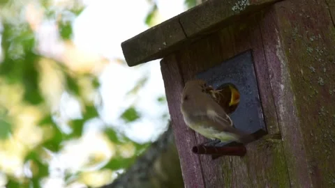 Both bird parents bring one after another food to their chicks in a nesting box Stock Footage 195109109