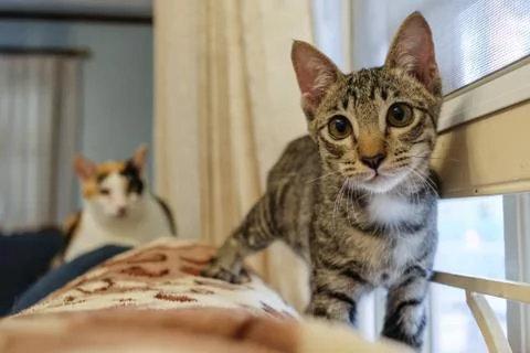Both the cat is on the sofa beside the window. 库存照片