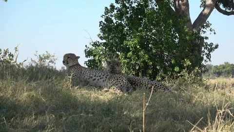 Both cheetahs rest and move only their heads — Part 9 Stock Footage 320844922