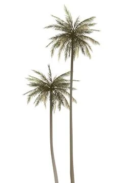 Both of coconut palm trees isolated on white background graphic illustration. Stock Illustration